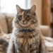 heardfurball852